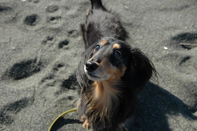 海は楽しいね。おやつも食べようよね。