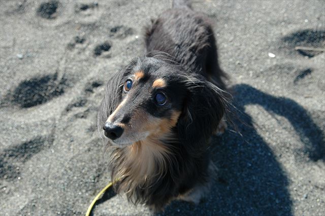 こんな目で見つめられたらたまんないよ・・