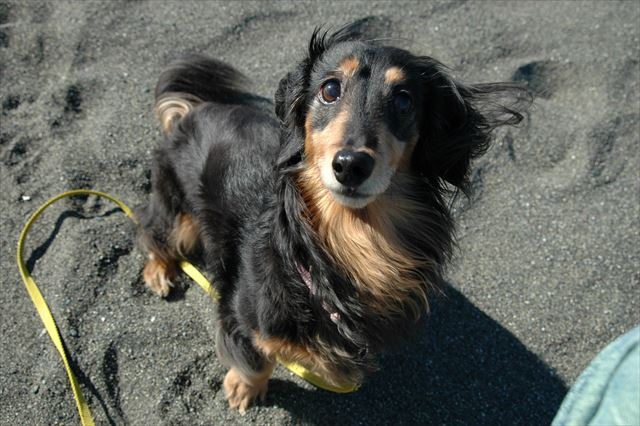 こんな顔で見つめられたら・・たまんないよ！