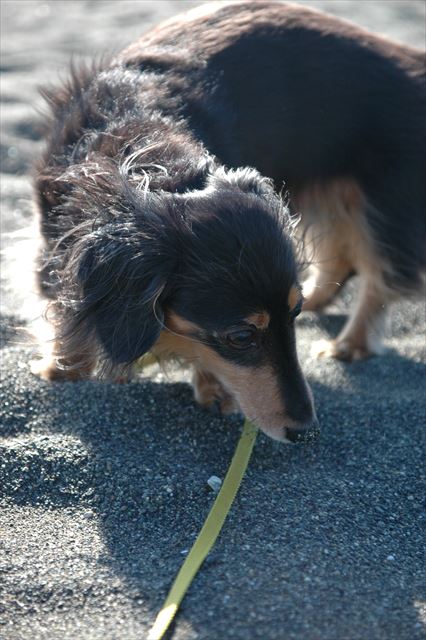 クンクン・・気になるね。