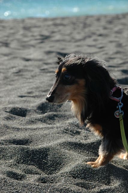 どう？砂浜の感触。海の匂い。いろんなこと体験させてあげたいんだよ、ルパンには。