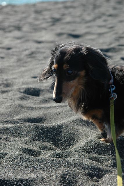 ルパンがいたからいろんなところに行けた。これからもずっと一緒だよ。