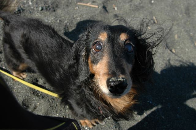 「ルパン♪」「ん？何？」鼻に砂、ついてるよ！