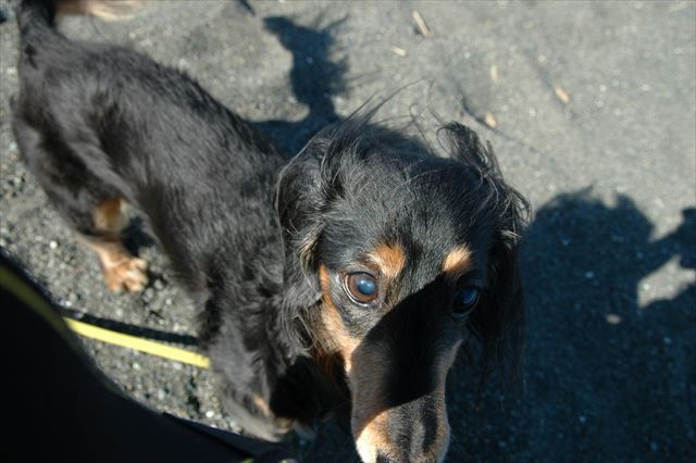 湘南。砂浜をルパンと走る喜び。