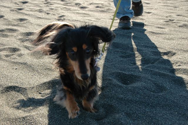 走れ走れ、元気よく走れ！