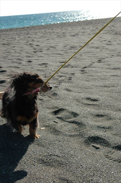 行くよ！・・ん？歩けるかな。