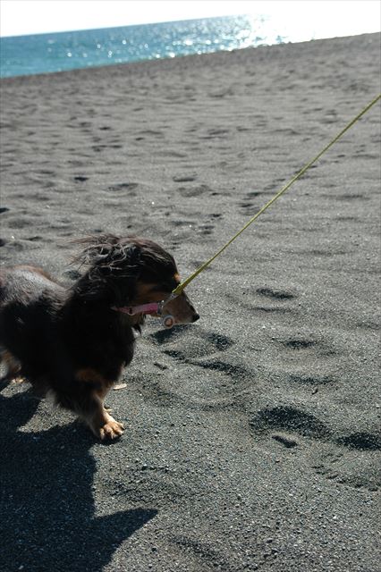 ルパンがいるから楽しい。そんな海辺の散歩。