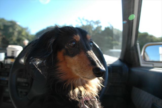 ルパンとドライブ、大好きだったよ。