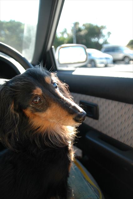 ルパンとドライブ。大好きだったよ。