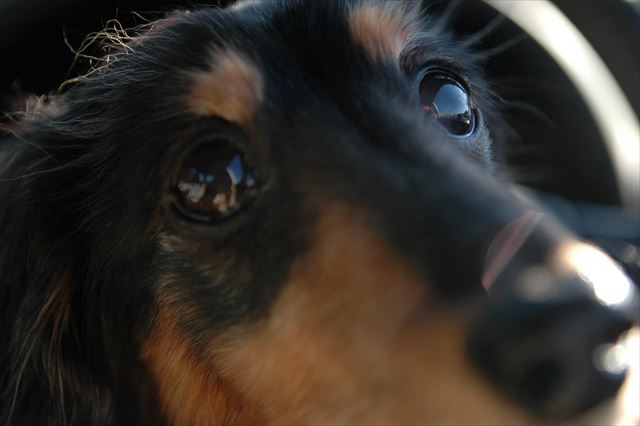 ルパン、恋しいよ・・。