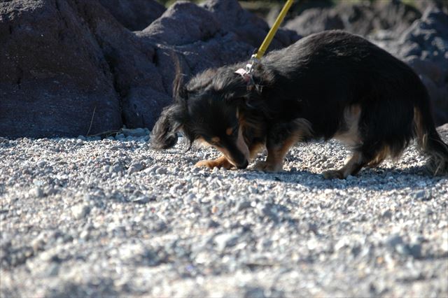 好奇心いっぱい。大好きだよルパン。