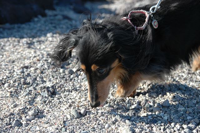 真剣なまなざし。大好きだよ、ルパン。