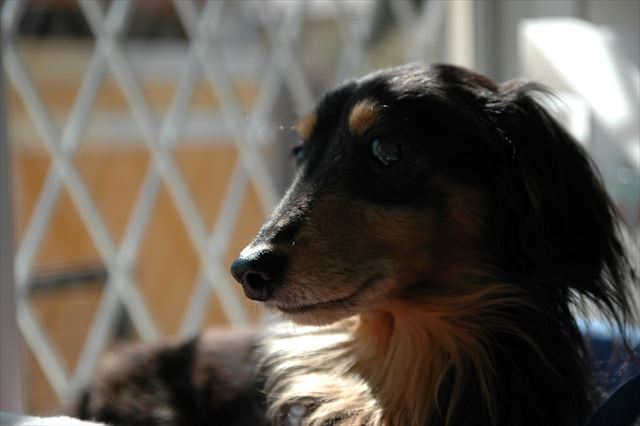 ルパンがそこにいる。それだけで幸せ