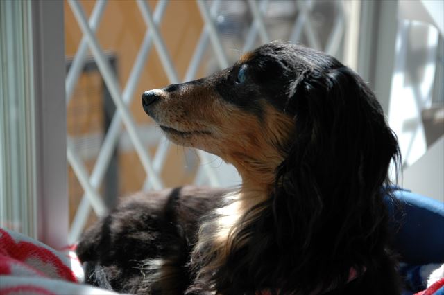 寒い冬の日もここならポカポカ。ルパン、いつも一緒にいてくれてありがとう。