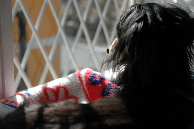 デスクの前にルパン。仕事中も一緒の幸せ。