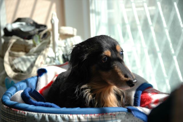 気持ちいいね。お昼寝してていいよ。