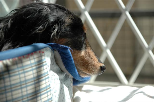 私のデスクの上。ぽかぽか。ウトウト・・。