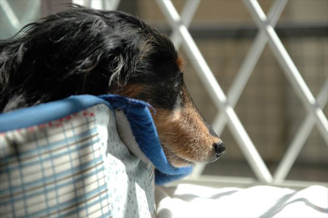 ウトウト・・おめめ覚めたらまた遊ぼうね。