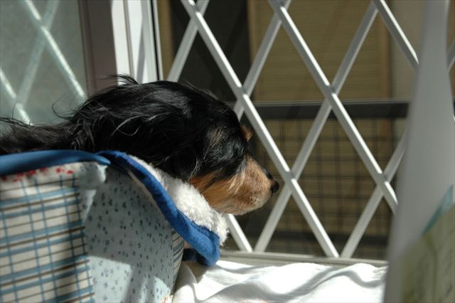 ポカポカだね。気持ちいいね。