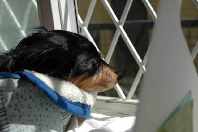 気持ちよさそうに寝てる・・