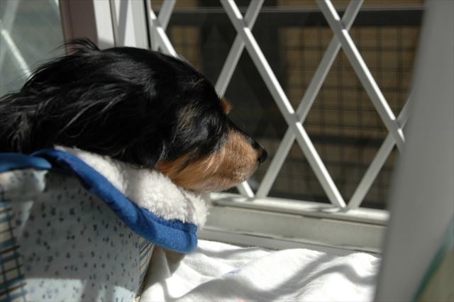 ふふ・・お昼寝してる♪