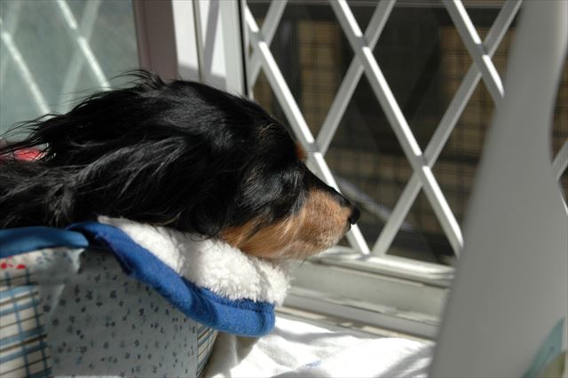 いつでもお昼寝しにおいで・