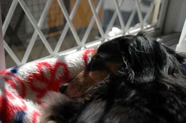 いっぱいお昼寝しな。起きたらまた遊ぼうね。