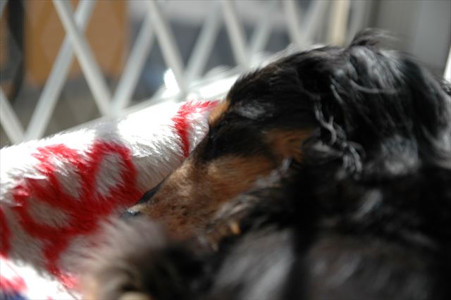 ルパンの寝顔。守ってあげたい寝顔。