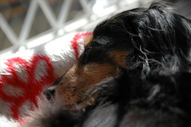 私のデスクの上でお昼寝。やわらかな春の陽ざしに包まれて。