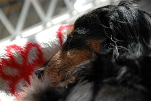 デスクの上でスヤスヤ。私を幸せにしてくれる寝顔。