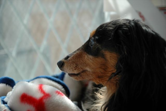 ルパン、いつも一緒にいてくれてありがとね。