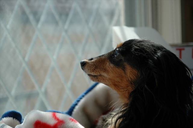 食べて遊んでぐっすり眠る。お昼寝終わった？水飲む？遊ぶ？