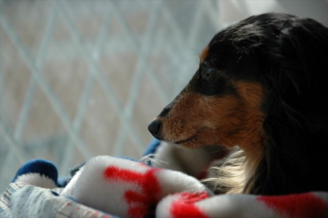 幸せだったよ・・ルパン♪