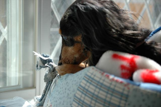 おっ、見つけたの？ほどいてごらん。自分でやってごらん。