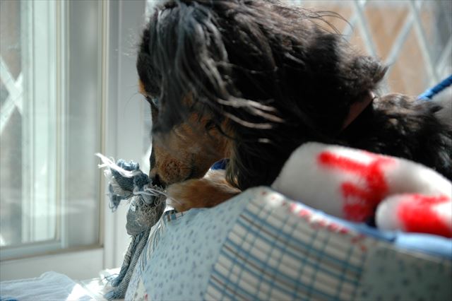 何にでも一生懸命だったよね。そんなルパンが大好きだったよ。