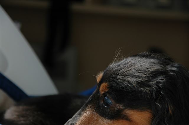 ルパン、大好きだよ。