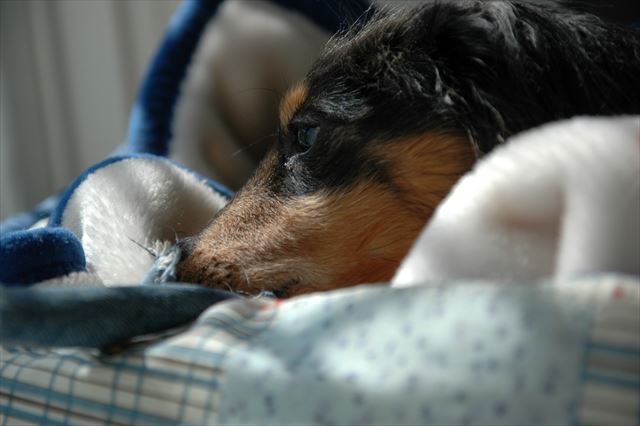 私のデスクの上で。かわいいね。ウトウトしてる。ルパンがいれば仕事も楽しかった・・。