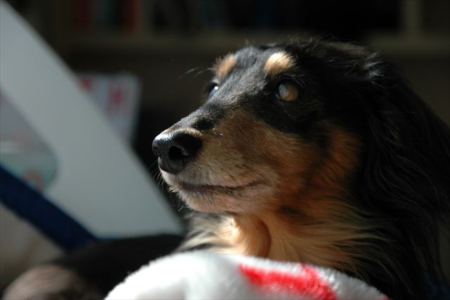 ルパンが好きだったこの場所、もう少しで取り戻せるよ。