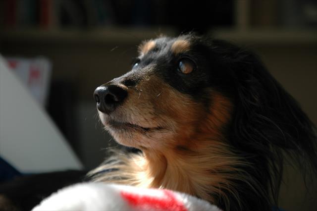 ルパンがいる。それだけで幸せだった・・。