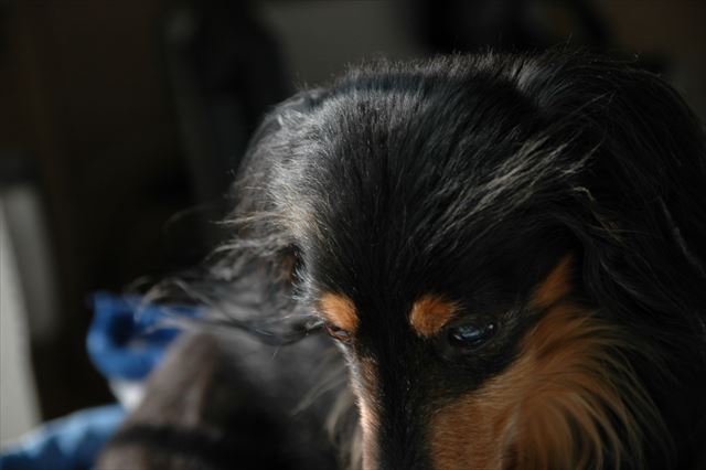 ルパンの目、きれいでかわいい目。