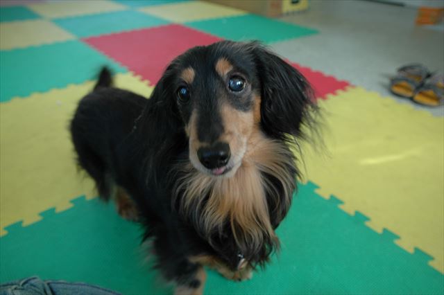 あそぼあそぼ♪　うん、遊ぼう！