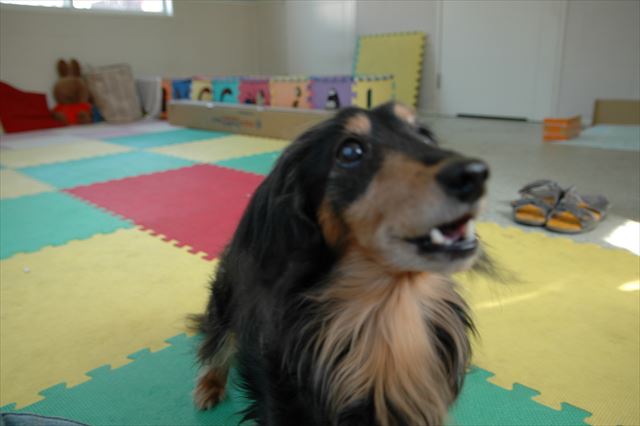 美味しい？ごほうび美味しい？