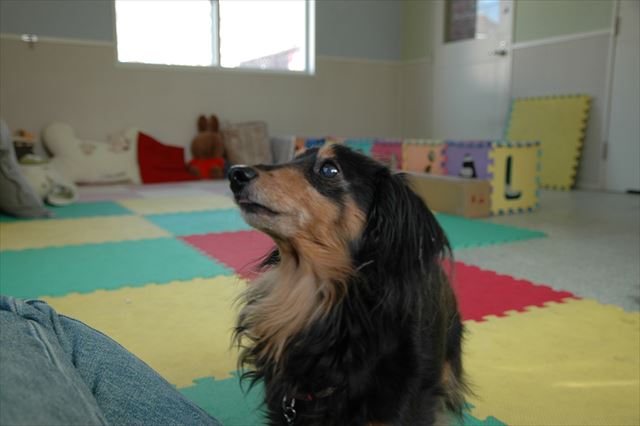 ルパンに見つめられるとメロメロになっちゃうよ。