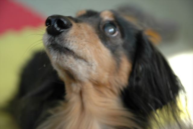 何を訴えるのかな？ごほうび？おやつ？もっと遊ぶ？