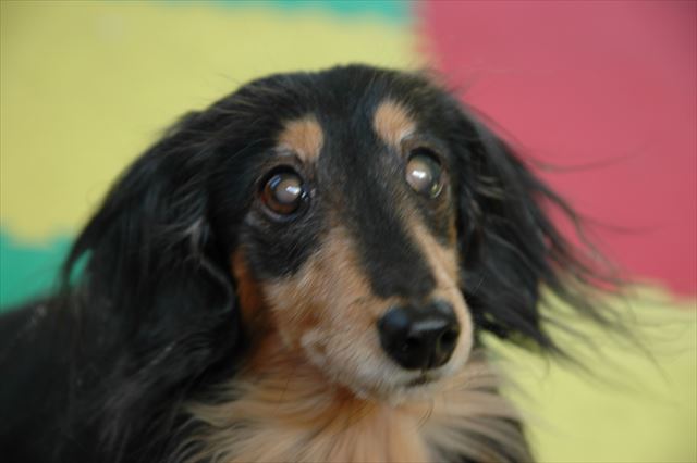 うんうん、上手だったよ。ごほうびあげるよ。