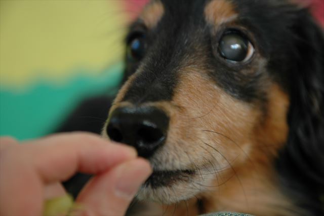 ご褒美あげる♪