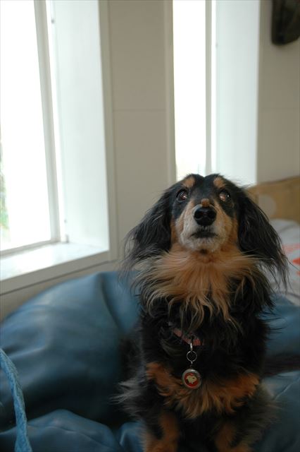 鼻の上にフード。「オッケイ」！