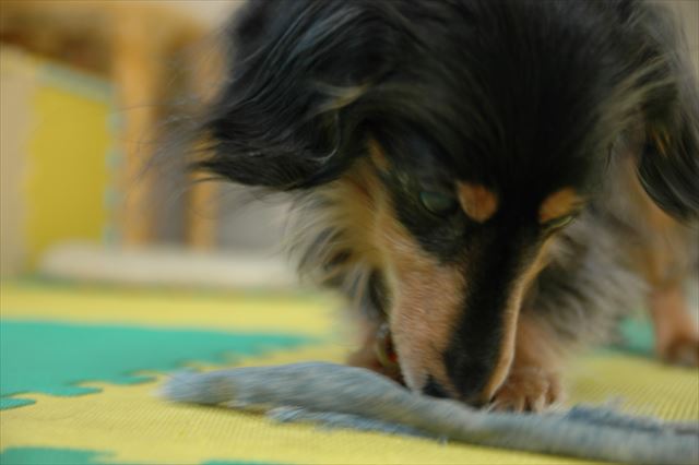 デニムの切れ端におやつを入れて。舐めあげてるね！