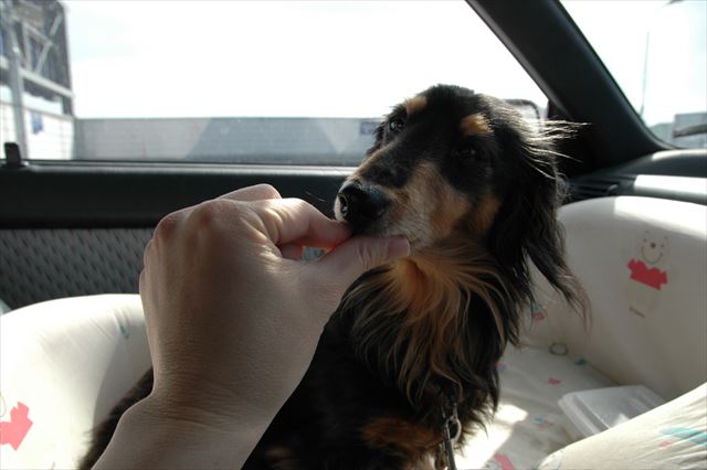 ルパンとドライブ。待ってる時間も楽しかった。