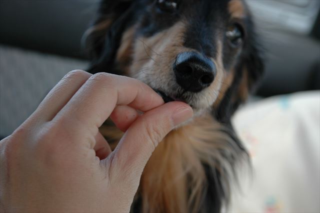 指噛まないように食べてくれるのね。優しいんだよね、ルパンは。
